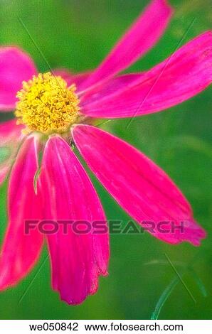 Mexican Aster. Cosmos bipinnatus. June 2006. Maryland, USA View Large Photo Image Stock Image - Mexican Aster. Cosmos bipinnatus. June 2006. Maryland, USA. Fotosearch