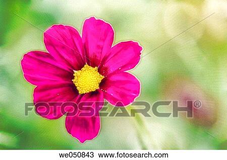 Mexican Aster. Cosmos bipinnatus. June 2006. Maryland, USA View Large Photo Image Stock Image - Mexican Aster. Cosmos bipinnatus. June 2006. Maryland, USA. Fotosearch