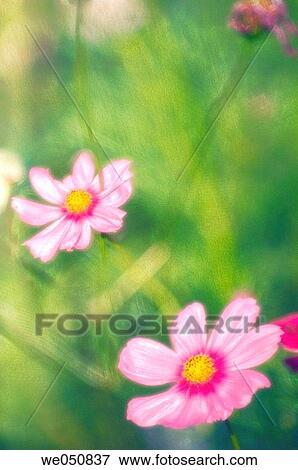 Mexican Aster. Cosmos bipinnatus. June 2006. Maryland, USA View Large Photo Image Stock Photo - Mexican Aster. Cosmos bipinnatus. June 2006. Maryland, USA. Fotosearch