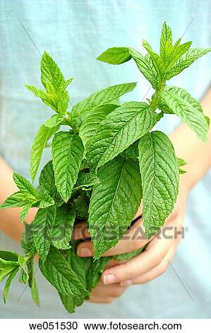 Mint (Mentha sp. ) View Large Photo Image Stock Image - Mint (Mentha sp. ). Fotosearch