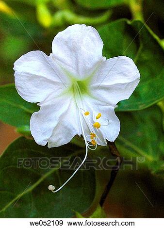 Mirabilis jalapa Nyctaginaceae Kristin Yanker-Hansen, Danville. Ratnagiri, Maharashtra, India. View Large Photo Image Stock Photo - Mirabilis jalapa Nyctaginaceae Kristin Yanker-Hansen, Danville. Ratnagiri, Maharashtra, India.. Fotosearch
