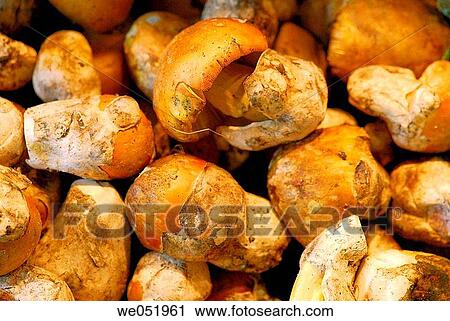 Mushrooms. Amanita cesarea. La Boquer? a market. Barcelona. Catalonia. Spain. View Large Photo Image Stock Image - Mushrooms. Amanita cesarea. La Boquer? a market. Barcelona. Catalonia. Spain.. Fotosearch