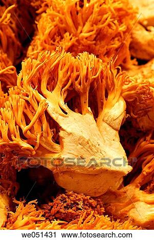 Mushrooms at la Boqueria market, Barcelona. Catalonia, Spain View Large Photo Image Stock Image - Mushrooms at la Boqueria market, Barcelona. Catalonia, Spain. Fotosearch