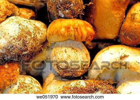 Mushrooms. Boletus edulis. La Boquer? a market. Barcelona. Catalonia. Spain. View Large Photo Image Stock Image - Mushrooms. Boletus edulis. La Boquer? a market. Barcelona. Catalonia. Spain.. Fotosearch
