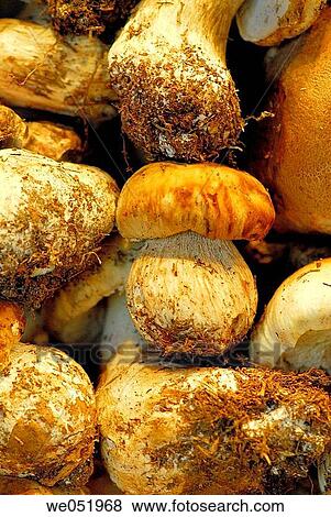 Mushrooms. Boletus edulis. La Boquer? a market. Barcelona. Catalonia. Spain. View Large Photo Image Stock Photo - Mushrooms. Boletus edulis. La Boquer? a market. Barcelona. Catalonia. Spain.. Fotosearch