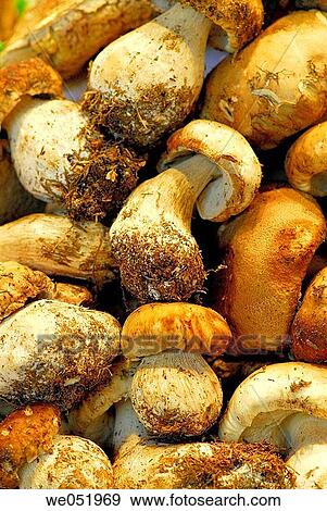 Mushrooms. Boletus edulis. La Boquer? a market. Barcelona. Catalonia. Spain. View Large Photo Image Stock Photo - Mushrooms. Boletus edulis. La Boquer? a market. Barcelona. Catalonia. Spain.. Fotosearch