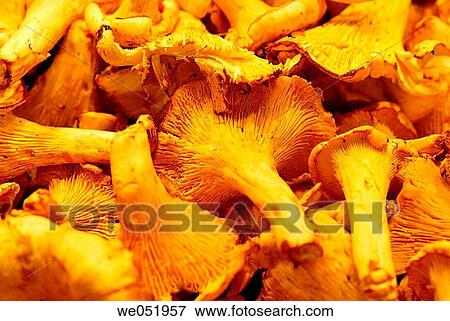 Mushrooms. Cantharellus cibarius. La Boquer? a market. Barcelona. Catalonia. Spain. View Large Photo Image Stock Photo - Mushrooms. Cantharellus cibarius. La Boquer? a market. Barcelona. Catalonia. Spain.. Fotosearch