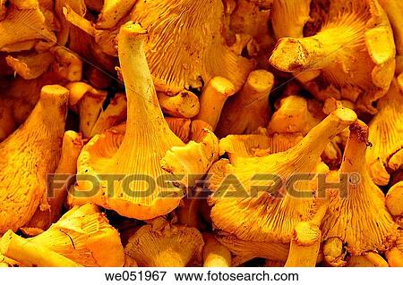 Mushrooms. Cantharellus cibarius. La Boquer? a market. Barcelona. Catalonia. Spain. View Large Photo Image Stock Photo - Mushrooms. Cantharellus cibarius. La Boquer? a market. Barcelona. Catalonia. Spain.. Fotosearch