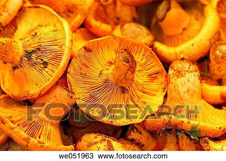 Mushrooms. Lactarius deliciosus. La Boquer? a market. Barcelona. Catalonia. Spain. View Large Photo Image Stock Image - Mushrooms. Lactarius deliciosus. La Boquer? a market. Barcelona. Catalonia. Spain.. Fotosearch