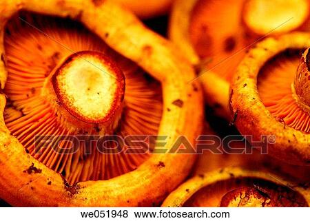 Mushrooms. Lactarius deliciosus. La Boquer? a market. Barcelona. Catalonia. Spain. View Large Photo Image Stock Photo - Mushrooms. Lactarius deliciosus. La Boquer? a market. Barcelona. Catalonia. Spain.. Fotosearch