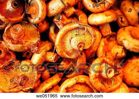 Stock Photography - Mushrooms. Lactarius deliciosus. La Boquer? a market. Barcelona. Catalonia. Spain.. Fotosearch