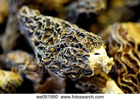 Mushrooms. Morchella vulgaris. La Boquer? a market. Barcelona. Catalonia. Spain. View Large Photo Image Stock Image - Mushrooms. Morchella vulgaris. La Boquer? a market. Barcelona. Catalonia. Spain.. Fotosearch