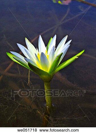 Nymphaea odorata. White Lotus (Water Lilly) flowers in a water pond. Harantale, Pune, Maharashtra, India. View Large Photo Image Stock Photo - Nymphaea odorata. White Lotus (Water Lilly) flowers in a water pond. Harantale, Pune, Maharashtra, India.. Fotosearch