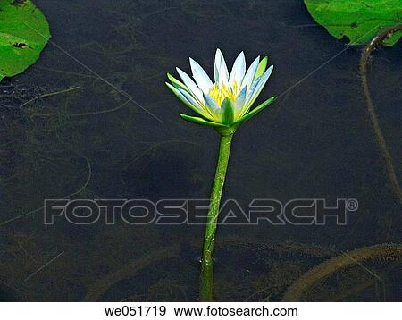 Nymphaea odorata. White Lotus (Water Lilly) flowers in a water pond. Harantale, Pune, Maharashtra, India. View Large Photo Image Stock Photo - Nymphaea odorata. White Lotus (Water Lilly) flowers in a water pond. Harantale, Pune, Maharashtra, India.. Fotosearch
