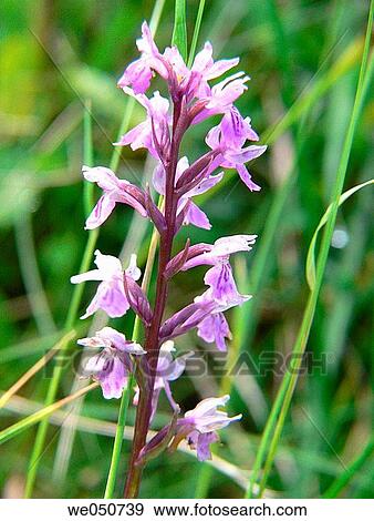 Orchis sp. Valmeinier. Savoie. France. View Large Photo Image Stock Photo - Orchis sp. Valmeinier. Savoie. France.. Fotosearch