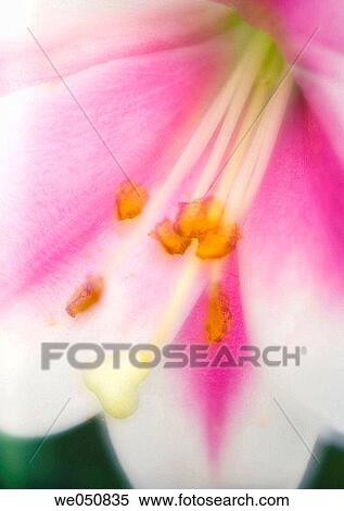 Orienpet Lily. Lilium hybrid. June 2006. Maryland, USA View Large Photo Image Stock Photography - Orienpet Lily. Lilium hybrid. June 2006. Maryland, USA. Fotosearch