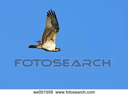 Osprey (Pandion haliaetus) View Large Photo Image Stock Photo - Osprey (Pandion haliaetus). Fotosearch