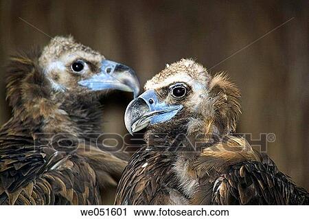 Pair of Black Vultures (Aegypius monachus) View Large Photo Image Stock Image - Pair of Black Vultures (Aegypius monachus). Fotosearch
