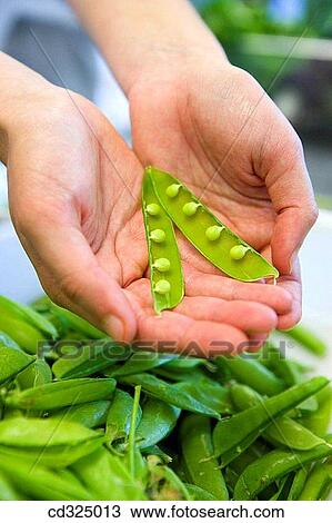Peas. Luis Irizar cooking school. Donostia, Gipuzkoa, Basque Country, Spain View Large Photo Image Stock Image - Peas. Luis Irizar cooking school. Donostia, Gipuzkoa, Basque Country, Spain. Fotosearch
