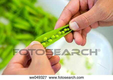 Peas. Luis Irizar cooking school. Donostia, Gipuzkoa, Basque Country, Spain View Large Photo Image Stock Photo - Peas. Luis Irizar cooking school. Donostia, Gipuzkoa, Basque Country, Spain. Fotosearch