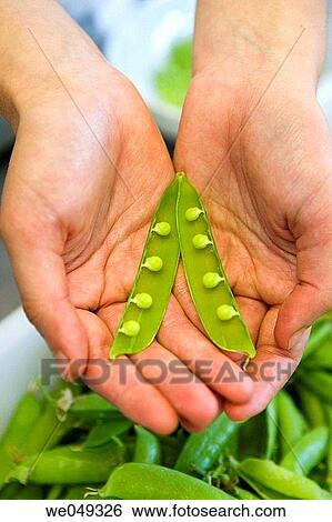 Peas. Luis Irizar cooking school. Donostia, Gipuzkoa, Basque Country, Spain View Large Photo Image Stock Photograph - Peas. Luis Irizar cooking school. Donostia, Gipuzkoa, Basque Country, Spain. Fotosearch