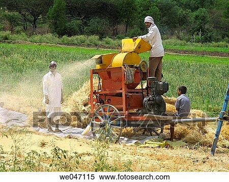 People working in a field near Nighoj village. Off Pune- Ahemadnagar Road, Maharashtra, India. View Large Photo Image Stock Photography - People working in a field near Nighoj village. Off Pune- Ahemadnagar Road, Maharashtra, India.. Fotosearch