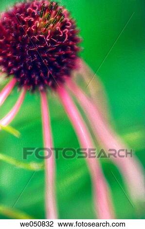 Pink Coneflower Close-up. Echinacea pallida. June 2006. Maryland, USA View Large Photo Image Stock Image - Pink Coneflower Close-up. Echinacea pallida. June 2006. Maryland, USA. Fotosearch