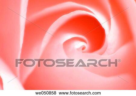 Pink Rose Close-up. Rosa hybrid, January 2005. Maryland, USA View Large Photo Image Stock Photo - Pink Rose Close-up. Rosa hybrid, January 2005. Maryland, USA. Fotosearch
