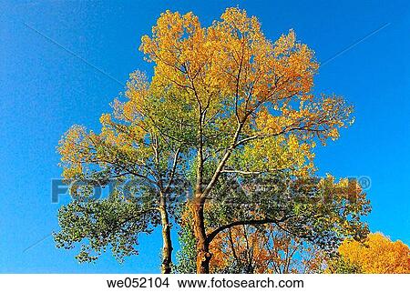 Poplar tree in autumn. Cerdanya. Pyr? n? es-Orientales. France. View Large Photo Image Picture - Poplar tree in autumn. Cerdanya. Pyr? n? es-Orientales. France.. Fotosearch