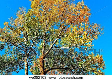 Stock Image - Poplar tree in autumn. Cerdanya. Pyr? n? es-Orientales. France.. Fotosearch