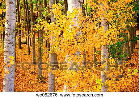 Poplars, La Floresta. Lleida province, Catalonia, Spain View Large Photo Image Stock Photograph - Poplars, La Floresta. Lleida province, Catalonia, Spain. Fotosearch
