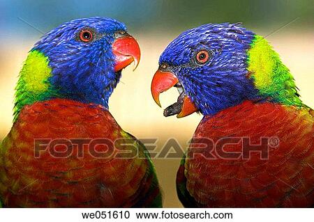 Rainbow Lorikeet (Trichoglossus haematodus) View Large Photo Image Stock Image - Rainbow Lorikeet (Trichoglossus haematodus). Fotosearch