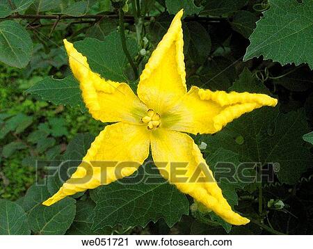 Stock Image - RAN-TURAI (LUFFA ACUTANGULA). A yellow colored flower. Nilkantheshwar, Pune, Maharashtra, India.. Fotosearch