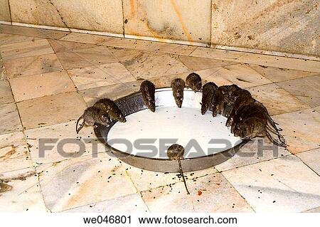 Rats drinking milk in the Karni Mata Rat Temple. Deshnok. Rajasthan. India. View Large Photo Image Stock Image - Rats drinking milk in the Karni Mata Rat Temple. Deshnok. Rajasthan. India.. Fotosearch