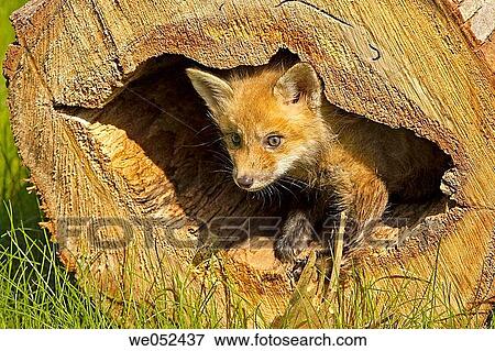 Red Fox (Vulpes vulpes) View Large Photo Image Stock Photo - Red Fox (Vulpes vulpes). Fotosearch