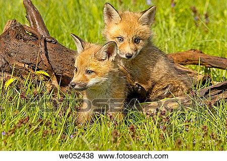 Red Fox (Vulpes vulpes) View Large Photo Image Stock Photo - Red Fox (Vulpes vulpes). Fotosearch