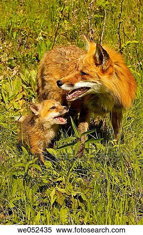 Red Fox (Vulpes vulpes) View Large Photo Image Stock Photography - Red Fox (Vulpes vulpes). Fotosearch