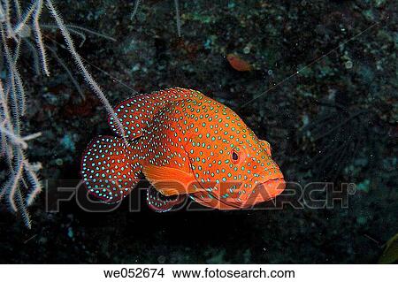Picture - Red Grouper. Maldives. Fotosearch