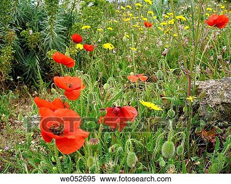 Red poppies (Papaver rhoeas) in spring View Large Photo Image Stock Photography - Red poppies (Papaver rhoeas) in spring. Fotosearch