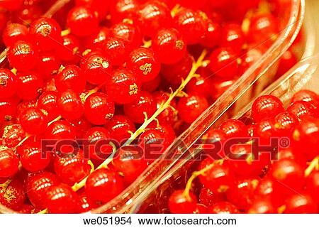 Redcurrants. La Boquer? a market. Barcelona. Catalonia. Spain. View Large Photo Image Picture - Redcurrants. La Boquer? a market. Barcelona. Catalonia. Spain.. Fotosearch