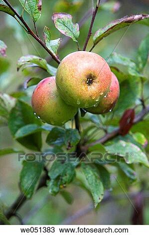 Reineta (local apple cultivar). Guipuzcoa, Euskadi, Spain View Large Photo Image Stock Image - Reineta (local apple cultivar). Guipuzcoa, Euskadi, Spain. Fotosearch