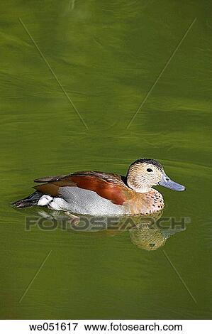 Stock Photo - Ringed Teal (Callonetta leucophrys). Fotosearch