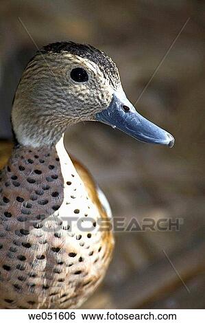 Stock Photograph - Ringed Teal (Callonetta leucophrys). Fotosearch