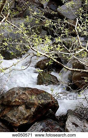 Stock Image - River Teuchl with flowering willow, M÷lltal, mountains Hohe Tauern, Carinthia (K? rnten), Austria, Alps. Fotosearch