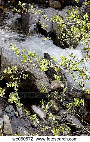 River Teuchl with flowering willow, M÷lltal, mountains Hohe Tauern, Carinthia (K? rnten), Austria, Alps View Large Photo Image Stock Image - River Teuchl with flowering willow, M÷lltal, mountains Hohe Tauern, Carinthia (K? rnten), Austria, Alps. Fotosearch