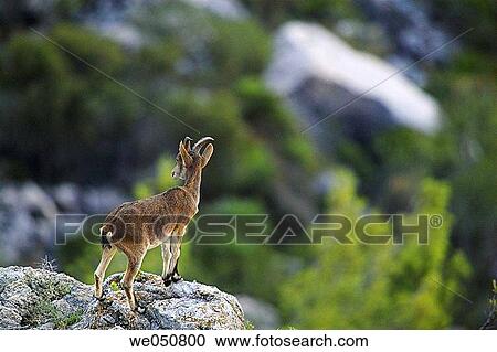 Stock Image - Rock Goat (Capra ibex), Sierras de Tejeda y Almijara Natural Park. Mßlaga province, Andalusia, Spain. Fotosearch