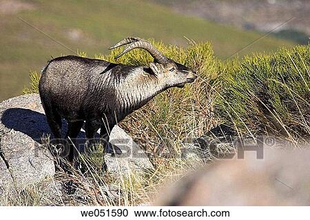 Stock Image - Rock Goat (Capra ibex), Sierras de Tejeda y Almijara Natural Park. Mßlaga province, Andalusia, Spain. Fotosearch