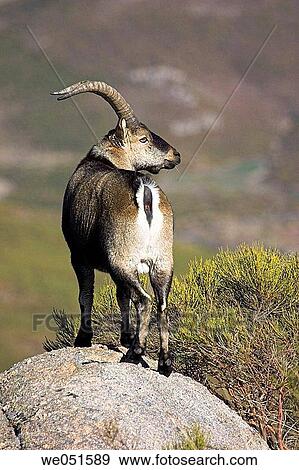 Rock Goat (Capra ibex), Sierras de Tejeda y Almijara Natural Park. Mßlaga province, Andalusia, Spain View Large Photo Image Stock Photo - Rock Goat (Capra ibex), Sierras de Tejeda y Almijara Natural Park. Mßlaga province, Andalusia, Spain. Fotosearch