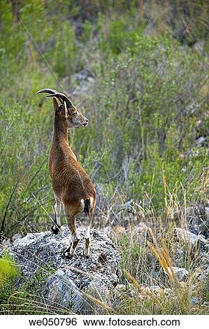 Stock Photograph - Rock Goat (Capra ibex), Sierras de Tejeda y Almijara Natural Park. Malaga province, Andalusia, Spain. Fotosearch