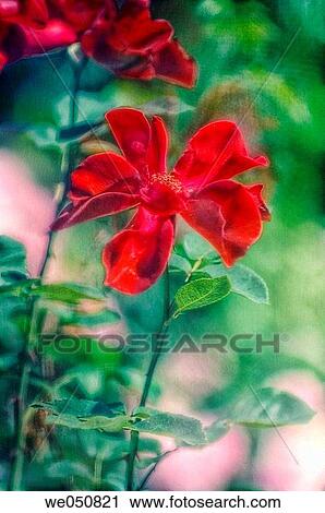 Rosa hybrid. March 2006. Maryland, USA View Large Photo Image Stock Image - Rosa hybrid. March 2006. Maryland, USA. Fotosearch